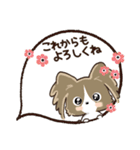 愛犬♡パピヨンdeご挨拶【秋から冬】（個別スタンプ：8）