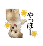 私の家のかわいい犬(マルプー)（個別スタンプ：1）
