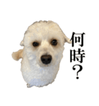 私の家のかわいい犬(マルプー)（個別スタンプ：2）