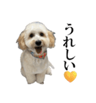 私の家のかわいい犬(マルプー)（個別スタンプ：3）