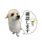 私の家のかわいい犬(マルプー)（個別スタンプ：4）