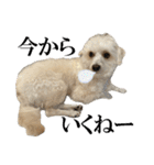 私の家のかわいい犬(マルプー)（個別スタンプ：5）