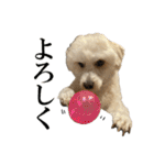 私の家のかわいい犬(マルプー)（個別スタンプ：6）