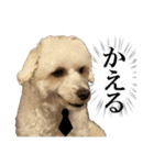 私の家のかわいい犬(マルプー)（個別スタンプ：7）