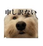 私の家のかわいい犬(マルプー)（個別スタンプ：8）
