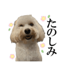私の家のかわいい犬(マルプー)（個別スタンプ：9）