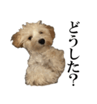 私の家のかわいい犬(マルプー)（個別スタンプ：10）