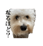 私の家のかわいい犬(マルプー)（個別スタンプ：11）