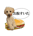 私の家のかわいい犬(マルプー)（個別スタンプ：13）