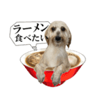 私の家のかわいい犬(マルプー)（個別スタンプ：14）