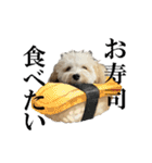 私の家のかわいい犬(マルプー)（個別スタンプ：15）