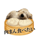 私の家のかわいい犬(マルプー)（個別スタンプ：16）