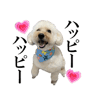 私の家のかわいい犬(マルプー)（個別スタンプ：17）