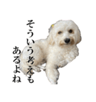 私の家のかわいい犬(マルプー)（個別スタンプ：18）