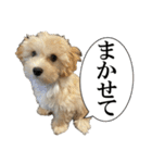 私の家のかわいい犬(マルプー)（個別スタンプ：19）