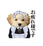 私の家のかわいい犬(マルプー)（個別スタンプ：20）