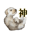 私の家のかわいい犬(マルプー)（個別スタンプ：21）