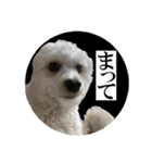 私の家のかわいい犬(マルプー)（個別スタンプ：22）