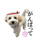 私の家のかわいい犬(マルプー)（個別スタンプ：23）