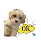 私の家のかわいい犬(マルプー)（個別スタンプ：25）