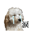 私の家のかわいい犬(マルプー)（個別スタンプ：26）