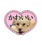 私の家のかわいい犬(マルプー)（個別スタンプ：28）