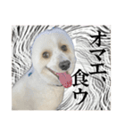 私の家のかわいい犬(マルプー)（個別スタンプ：29）
