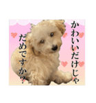 私の家のかわいい犬(マルプー)（個別スタンプ：31）