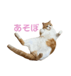 天使と悪魔と"とらジロー"（個別スタンプ：1）
