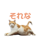天使と悪魔と"とらジロー"（個別スタンプ：2）