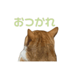 天使と悪魔と"とらジロー"（個別スタンプ：3）