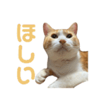 天使と悪魔と"とらジロー"（個別スタンプ：6）