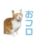 天使と悪魔と"とらジロー"（個別スタンプ：8）