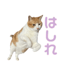 天使と悪魔と"とらジロー"（個別スタンプ：9）