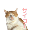 天使と悪魔と"とらジロー"（個別スタンプ：12）