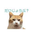 天使と悪魔と"とらジロー"（個別スタンプ：13）