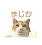 天使と悪魔と"とらジロー"（個別スタンプ：14）