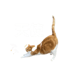 天使と悪魔と"とらジロー"（個別スタンプ：30）
