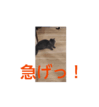 動く！可愛い猫わたあめのスタンプ！（個別スタンプ：2）