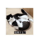 愉快なまろちゃま（個別スタンプ：1）