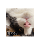 愉快なまろちゃま（個別スタンプ：8）