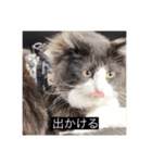 愉快なまろちゃま（個別スタンプ：10）