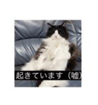 愉快なまろちゃま（個別スタンプ：11）