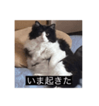 愉快なまろちゃま（個別スタンプ：12）