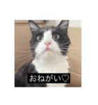 愉快なまろちゃま（個別スタンプ：13）