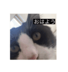 愉快なまろちゃま（個別スタンプ：14）
