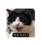 愉快なまろちゃま（個別スタンプ：15）