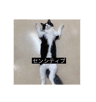 愉快なまろちゃま（個別スタンプ：16）