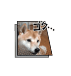 うちの犬「まめ」（個別スタンプ：3）