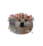 うちの犬「まめ」（個別スタンプ：4）